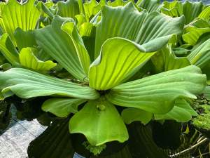 จอกแหนกุหลาบ จอกดอกกุหลาบ พืชลอยน้ำ Water Lettuce ชุด 15 ดอกใหญ่ 60 บาท