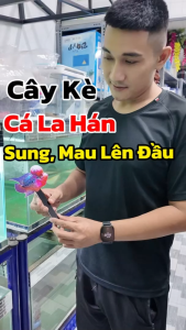 "Hoàn tiền đến 10%" CÂY KÈ LA HÁN GIÚP SUNG CÁ