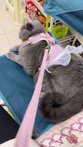 Dog Cat clothes harness with leash Pet skirt leash chest strap