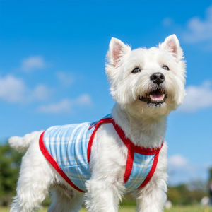 hipidog | Cooling Summer Clothing Vest for Small Dogs