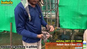 โตทันใจ & ไก่โตเร็ว