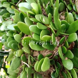 daun sisik naga atau picisan segar 500g