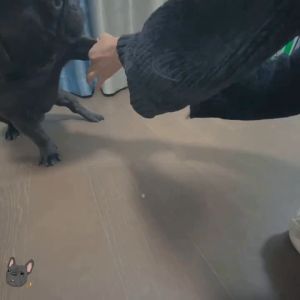 Khăn giấy ướt kháng khuẩn vệ sinh cho Chó Mèo (mẫu mới) - Hara Pet Store