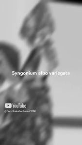 tanaman hias syngonium albo varigata
