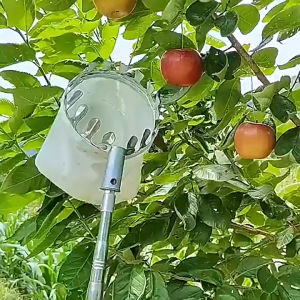 Runvictor Metal Fruit Picker Pengait Buah Kait Buah Stainless Gardening Tools Fruit Tree Picking Tool Outdoor