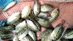 KML Flowerhorn
