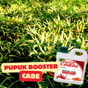 Pupuk Cabe Rawit Cair 1 liter Agar Berbuah Lebat Anti Rontok Keriting
