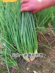 (500 SEEDS) DAHON NG SIBUYAS/BUNCHING ONION /JAKKOU VARIETY/EASY TO GROW/HYBRID