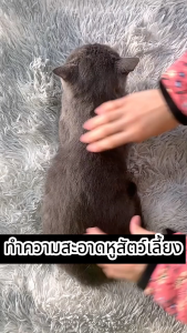 สูตรพรีเมี่ยม น้ำยาเช็ดทำความสะอาดช่องหู Nano Cleaning กำจัดไรในหู ฆ่าเชื่อแบคทีเรีย รา ยีสต์ โลชั่นเช็ดหู 60 ml.