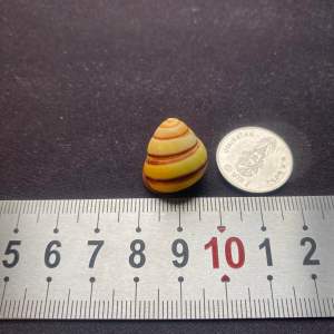 เปลือกหอยแสนน่ารัก LAND SNIAL SHELL เพื่อการสะสมและตกแต่ง 3-4cm