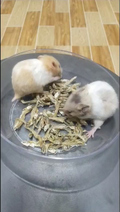 Cốm gạo cho chuột hamster 20g - Phù hợp cho chuột hamster chuột lang thỏ sóc