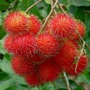 Bibit Rambutan Binjai Sumatra