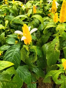 Lollipop Plant/Pachystachys Lutea