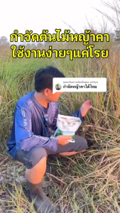 1ถุง ฆ่าต้นไม้ใหญ่ 1000ต้น ปริมาณยามนำเสนอเพื่อกำจัดต้นไม้ใหญ่ที่แข็งแกร่ง