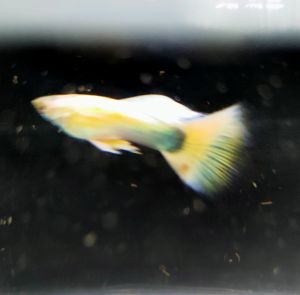 Full Gold guppy fish Ikan hifup