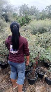 สนเกรวิลเลียม่วงแคระ ไซส์ใหญ่ กระถาง12"