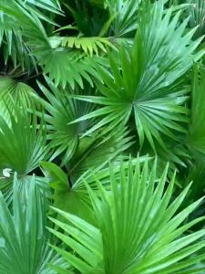 Cây cọ cảnh nhỏ để bàn cây kè ta tượng trưng cho tình bạn thân thiết hoặc sự thịnh vượng của gia chủ Minh Hân Garden