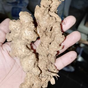 Jahe emprit fresh 1 kg stok selalu baru