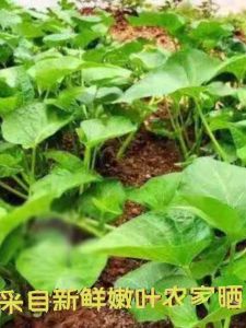 New Harvest Dried Sweet Potato Leaves Farmhouse Sun-Dried Home Use Health Food Speciality Dried Goods from Jilin China 500g Bag