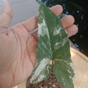 เงินไหลมาด่างขาว