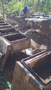 Mật Ong Nguyên Chất ĐĂK LĂK ( 300gr ) - Mật Ong Hoa Cà Phê