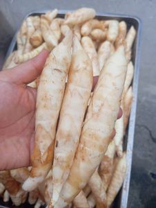 มันสาคูขาวดิบ...1...kilo