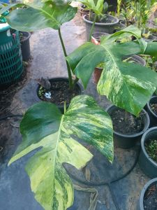 มอนเตอร่าออเรียมอนเหลือง Monstera Aurea ไม้วางข้อชำนาน2เดือนใบด่างสวยมากขายต้นตามภาพ
