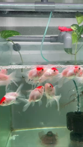 Oranda red cap goldfish red cap oranda fancy goldfish red cap wen goldfish freshwater aquarium goldfish active fancy goldfish tank centerpiece fish | TAG Ecohill