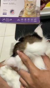 Dr.Bulu - Bye Bye Fleas Spot On New Formula - Pembasmi Kutu Kucing - Obat Kutu Kucing