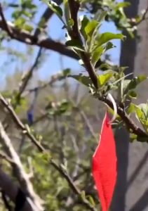 1แคปซูล300วัน 1แคปซูล30g สูตรพืช กลิ่นหอมเข้มข้น ใช้งานง่าย ไล่นกกระจอก ไล่นกพิราบ ที่ไล่นก ก้อนไล่นก