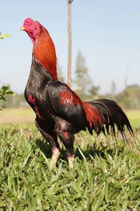 TELUR AYAM BANGKOK X AKA(AYAM KAMPUNG ASLI)
