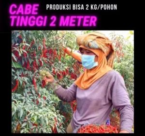 Benih Cabe Keriting SINGKARAK Tinggi 2 m