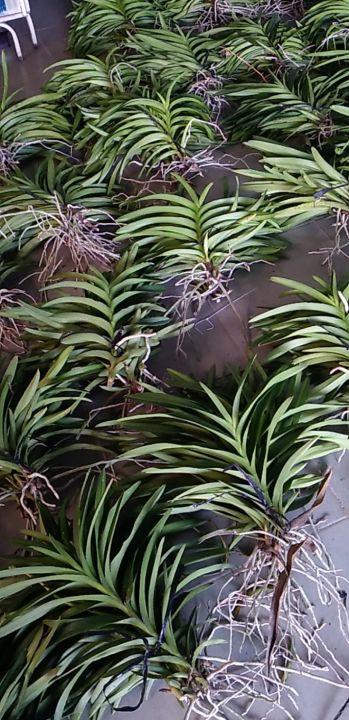 COMBO%20Nhi%E1%BB%81u%20M%C3%A0u%20C%C3%A2y%20Lan%20Gi%E1%BB%91ng%20Mokara%20cao%2030-40%20Cm%20(%C4%90%E1%BB%8F,V%C3%A0ng,T%C3%ADm,H%E1%BB%93ng,Cam)%20-%20Image%209