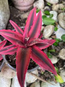 Cryptanthus earth star different varieties