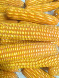 jual bibit jagung hibrida lokal  jagung hibrida tawar   1kg kualitas ungul terjamin  sudah dipipll