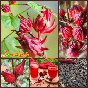 BIJI | BENIH TANAMAN HERBA ROSELLA MERAH
