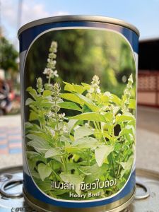 เมล็ดพันธุ์ แมงลัก อีตู่  บรรจุ 25 กรัม  สิ้นอายุทำพันธุ์  02 / 70