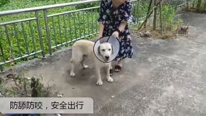 Adjustable Elizabethan Collar Recovery Pet Cone E-Collar