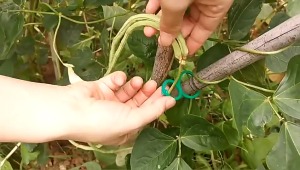 ห่วงพลาสติก ใช้สำหรับคล้องต้นไม้ จัดระเบียบกิ่ง