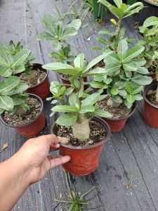 Arabicum Adenium