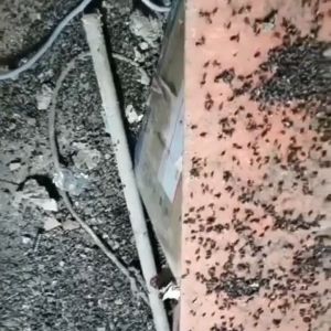 🔶Fly powder spray fly killer odorless non-toxic long-term effective domestic pig farm cattle farm special fly medicine
