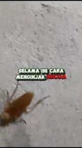 Spray PENGUSIR KECOA 500ml | Super Ampuh Untuk di Rumah dan Kendaraan