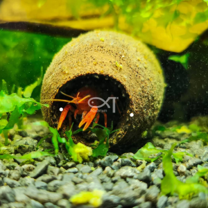 Natural Crystal Shrimp Acid Reduction Shell Decoration Aquarium Landscape Pet Fish Tank Decorative Accessories Small Medium Large Size