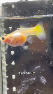 Short Body Yellow Grass Guppy Pair / Mature Female Ready to Breed / Tank Raised Guppy Fish