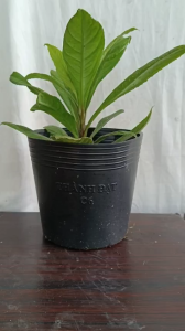 CÂY XƯƠNG SÔNG BẮC – DỄ TRỒNG LÁ THƠM NHIỀU CÔNG DỤNG G iống cây khỏe mạnh – Lá to – Tươi tốt – Giao hàng tận nơi