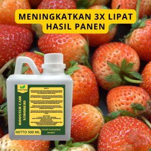 Pupuk Booster Stroberi: Cara Meningkatkan Kualitas dan Produksi\\n\\n Apa Itu Pupuk Booster Stroberi?\\nPupuk booster stroberi adalah jenis pupuk yang dirancang secara khusus untuk meningkatkan kualitas dan produksi tanaman stroberi. Pupuk ini membantu tanaman mendapatkan nutrisi yang diperlukan untuk pertumbuhan optimal, serta melindungi tanaman dari serangan hama dan penyakit. \\n\\n Manfaat Pupuk Booster Stroberi\\nPupuk booster stroberi memberikan banyak manfaat bagi tanaman stroberi, antara lain:\\n\\n- Meningkatkan pertumbuhan dan produksi buah stroberi\\n- Melindungi tanaman dari serangan hama dan penyakit\\n- Meningkatkan kualitas buah stroberi\\n- Membantu tanaman mengatasi stres lingkungan\\n\\n Jenis-Jenis Pupuk Booster Stroberi\\nAda beberapa jenis pupuk booster stroberi yang tersedia di pasaran, antara lain:\\n\\n- Pupuk organik\\n- Pupuk kimia\\n- Pupuk kompos\\n\\n Bagaimana Menggunakan Pupuk Pelebat Stroberi dengan Benar?\\nUntuk mendapatkan hasil panen stroberi yang optimal, penting untuk menggunakan pupuk pelebat stroberi dengan benar. Berikut adalah langkah-langkah aplikasi pupuk pelebat stroberi:\\n\\n Langkah-Langkah Aplikasi Pupuk Pelebat Stroberi\\n\\n1. Pastikan tanaman stroberi sudah ditanam dengan baik dan mendapatkan sinar matahari yang cukup.\\n2. Buka tutup wadah pupuk pelebat stroberi dan ambil sejumlah yang dibutuhkan.\\n3. Campurkan pupuk pelebat stroberi dengan air sesuai dengan instruksi pada kemasan.\\n4. Tuangkan campuran pupuk pelebat stroberi ke tanah di sekitar batang tanaman stroberi.\\n5. Ulangi proses ini sesuai dengan frekuensi yang direkomendasikan pada kemasan.\\n\\n Waktu yang Tepat untuk Mengaplikasikan Pupuk Pelebat Stroberi\\nPupuk pelebat stroberi harus diterapkan pada waktu yang tepat untuk mendapatkan hasil panen yang optimal. Idealnya, pupuk pelebat stroberi diterapkan setelah tanaman stroberi mulai berbunga dan sebelum buah mulai tumbuh. Hal ini akan membantu tanaman mendapatkan nutrisi yang diperlukan untuk pertumbuhan buah yang optimal.\\n\\n Memilih Pupuk Buah Stroberi yang Berkualitas\\nMemilih pupuk buah stroberi yang berkualitas adalah penting untuk mendapatkan hasil panen yang optimal. Berikut adalah beberapa tips memilih pupuk buah stroberi yang tepat:\\n\\n Tips Memilih Pupuk Buah Stroberi yang Tepat\\n\\n- Pilih pupuk buah stroberi yang telah terbukti efektif dalam meningkatkan kualitas dan produksi buah stroberi.\\n- Perhatikan komposisi nutrisi pada kemasan pupuk buah stroberi.\\n- Pilih pupuk buah stroberi yang cocok dengan jenis tanah dan kondisi lingkungan tanaman stroberi.\\n\\n Perbandingan Pupuk Buah Stroberi Berdasarkan Kualitas\\nBerikut adalah perbandingan beberapa jenis pupuk buah stroberi berdasarkan kualitas:\\n\\n| Jenis Pupuk | Komposisi Nutrisi | Efektivitas | Kualitas Buah |\\n| --- | --- | --- | --- |\\n| Pupuk Organik | Sumber nutrisi alami | Tinggi | Baik |\\n| Pupuk Kimia | Nutrisi cepat diserap | Sedang | Baik |\\n| Pupuk Kompos | Sumber nutrisi organik | Tinggi | Baik |\\n\\n Mengoptimalkan Hasil Panen Stroberi dengan Pupuk Stroberi\\nUntuk mendapatkan hasil panen stroberi yang optimal, penting untuk mengoptimalkan penggunaan pupuk stroberi. Berikut adalah beberapa cara menjaga kualitas stroberi dengan pupuk stroberi:\\n\\n Cara Menjaga Kualitas Stroberi dengan Pupuk Stroberi\\n\\n- Gunakan pupuk stroberi berkualitas yang telah terbukti efektif dalam meningkatkan kualitas buah stroberi.\\n- Ikuti instruksi penggunaan pupuk stroberi dengan benar.\\n- Terapkan pupuk stroberi pada waktu yang tepat.\\n- Jaga kesehatan tanaman stroberi dengan melakukan perawatan rutin.\\n\\n Tips Meningkatkan Produksi Stroberi dengan Pupuk Stroberi\\n\\n- Gunakan pupuk stroberi berkualitas yang telah terbukti efektif dalam meningkatkan produksi buah stroberi.\\n- Terapkan pupuk stroberi pada waktu yang tepat.\\n- Ikuti instruksi penggunaan pupuk stroberi dengan benar.\\n- Jaga kesehatan tanaman stroberi dengan melakukan perawatan rutin.\\n\\nPupuk booster stroberi, pupuk pelebat stroberi, pupuk buah stroberi, dan pupuk stroberi untuk tanaman adalah solusi yang efektif untuk meningkatkan kualitas dan produksi buah stroberi. Dengan memilih pupuk stroberi berkualitas dan menggunakan metode aplikasi yang benar, Anda dapat mendapatkan hasil panen stroberi yang optimal.\n}