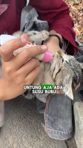 Holycatslabs Paket 1 Minggu Susu Bubuk Buat Anabulmu Auto Gemoy Susu Kucing Mulai dari 0 Bulan Isi 7pcs x 10gr