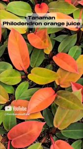 tanaman hias daun philodendron orange