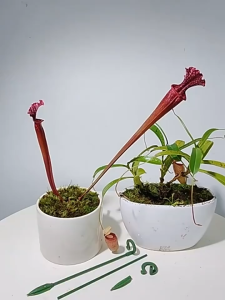 10PCS Plant Stake Support 27/37cm Single Stem Plant Stakes Flower Support Stand For Phalaenopsis