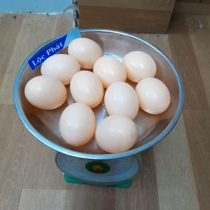 Combo 10 quả (Có nước bên trong) Trứng giả để "dụ" gà đẻ (Trứng mồi)